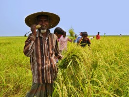 Farmer of Bangladesh (Photo-Symbolic)